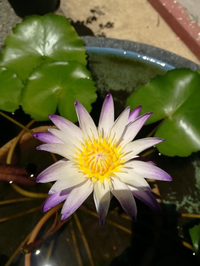 Aurora Echo Villa 马特勒 外观 照片